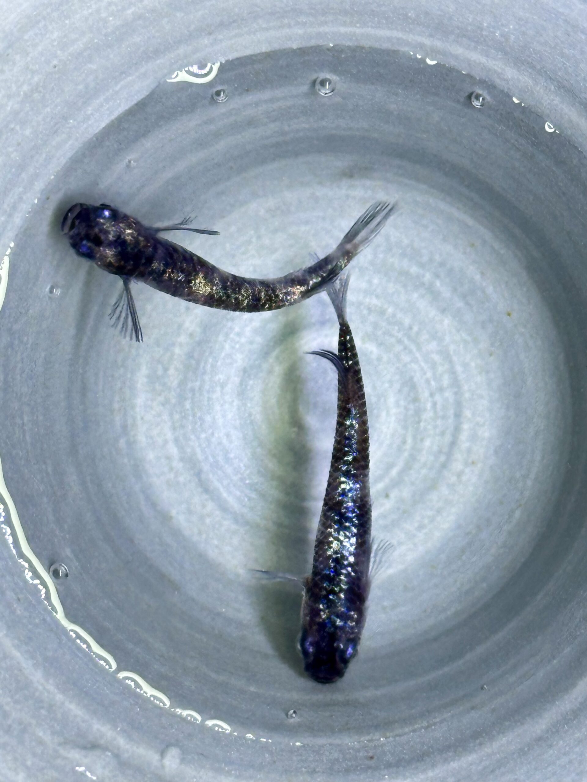 三池めだか&あっくん　ヴァリウス　1p 3/23 21:15 [ID:6193]