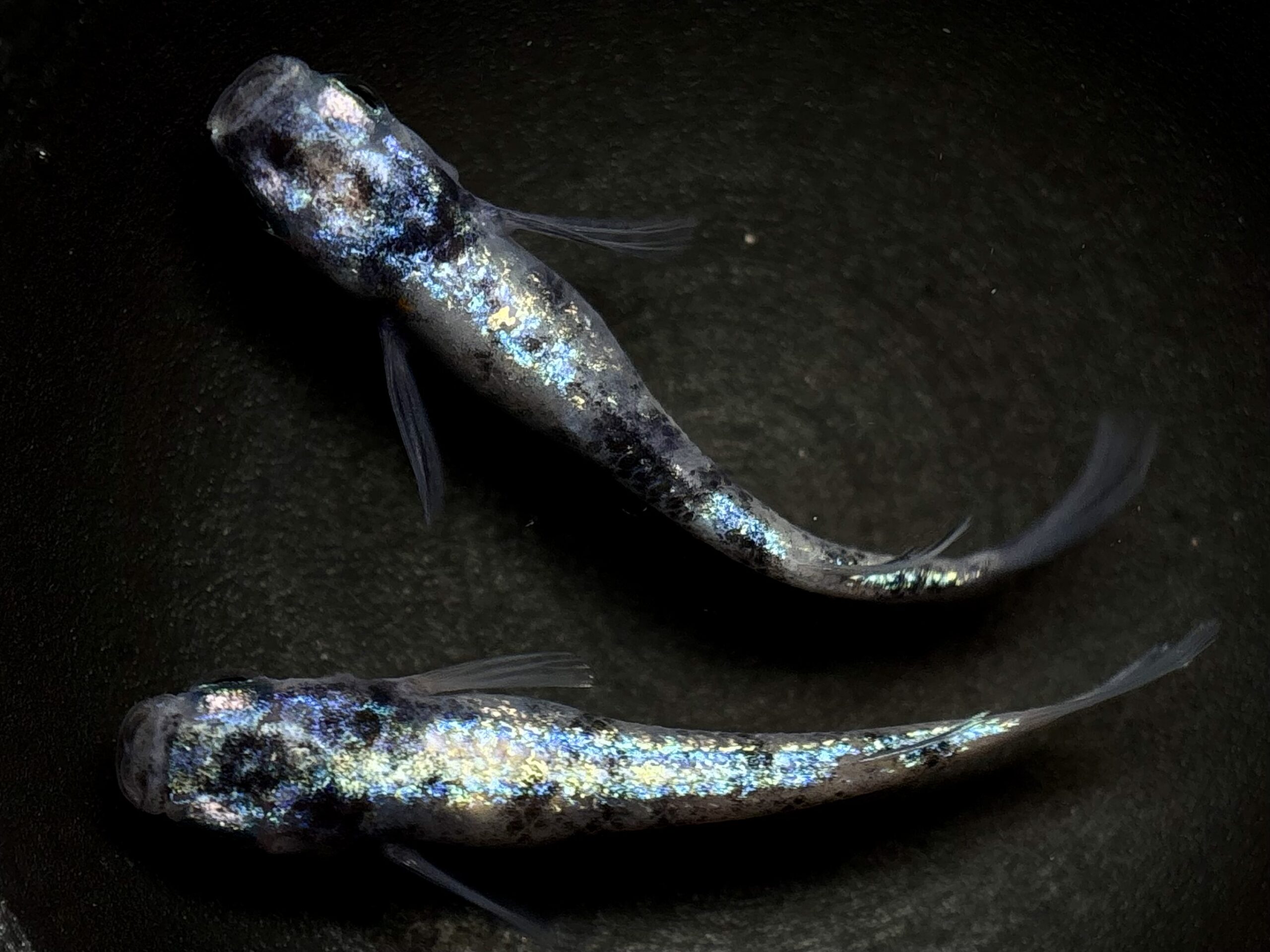 🔥 45めだか　倭寇蒼天　1ペア (サ) 3/23 21:20終了 [ID:6225]