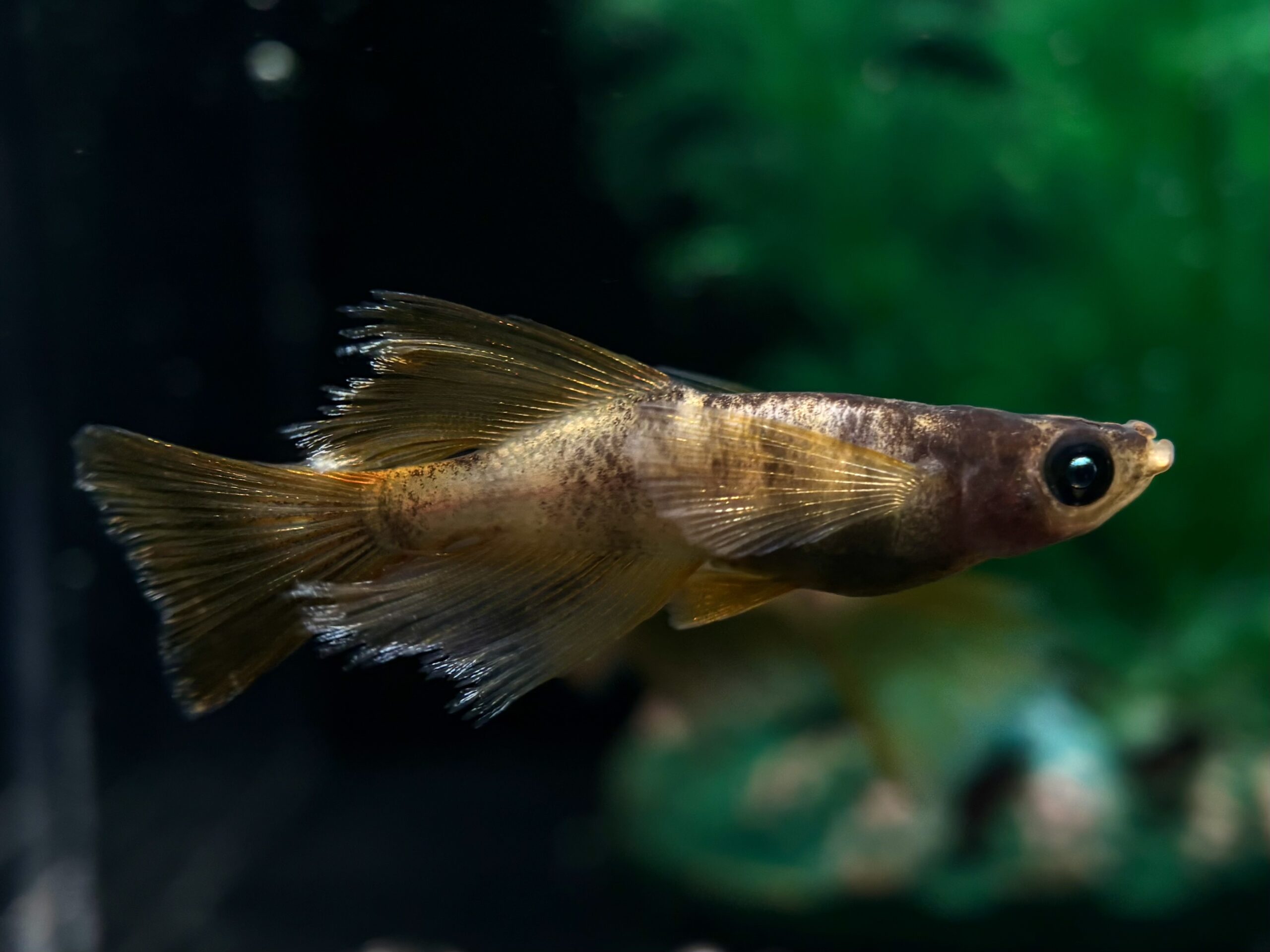 AW-03R 光体型RLF 1ペア (サ) 3/23 21:25終了 [ID:6230]