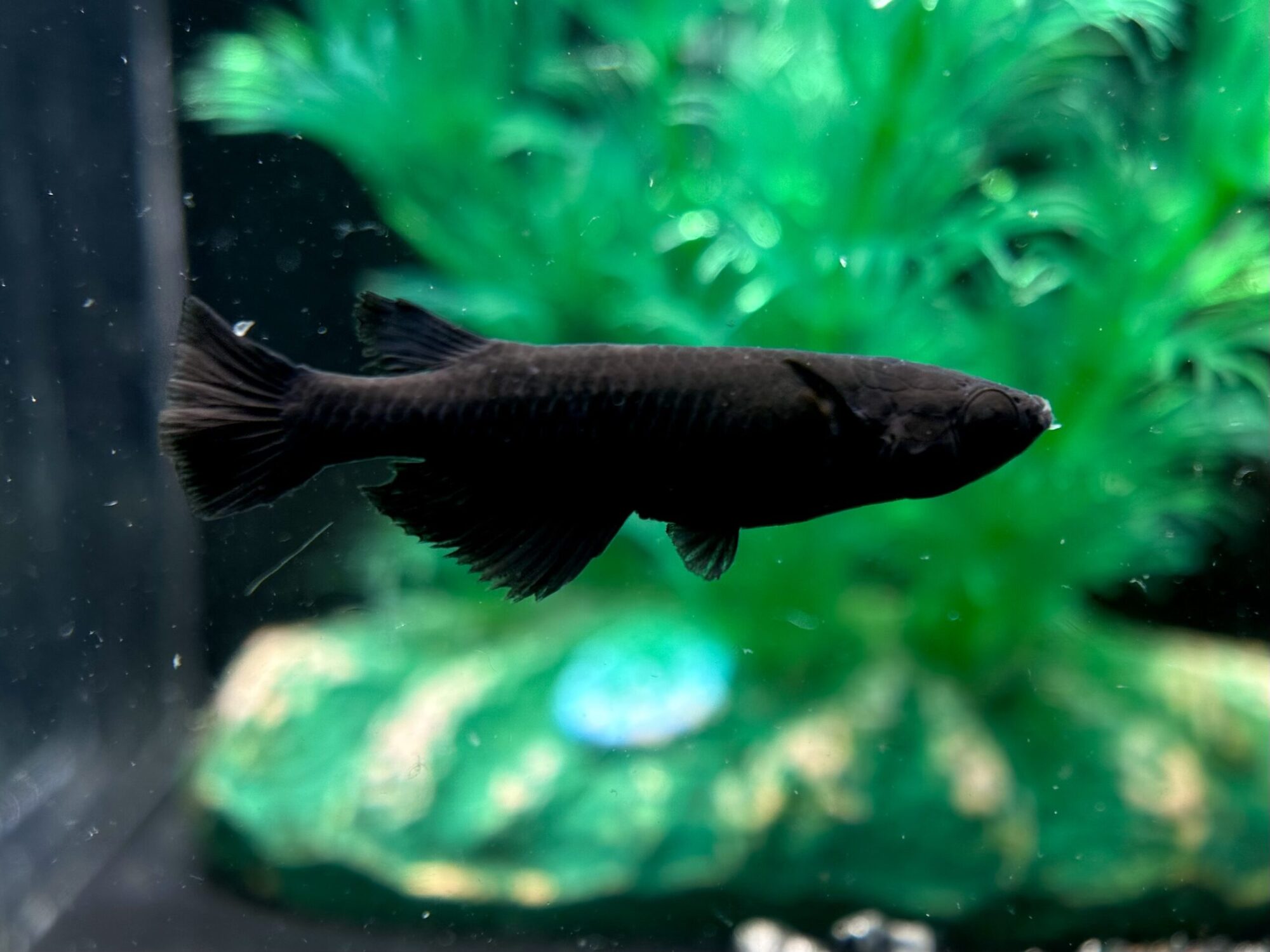 🔥 熊庭めだか　黒熊(ブラックベアー) 　1ペア　5/14 21:33 [ID:9644]