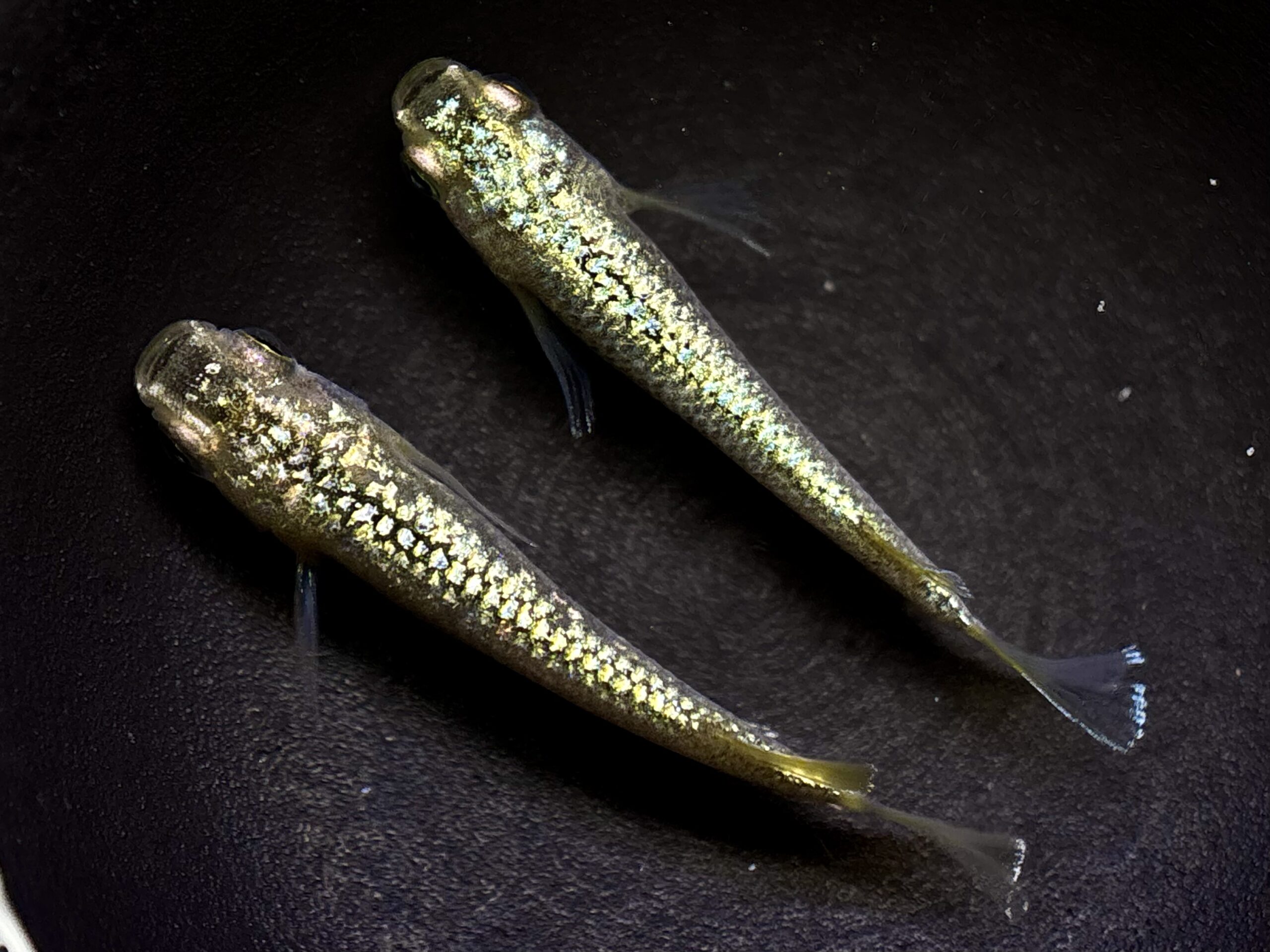 直メダカ　金塊新系統WF 1ペア (サ) 3/24 21:10 [ID:6310]