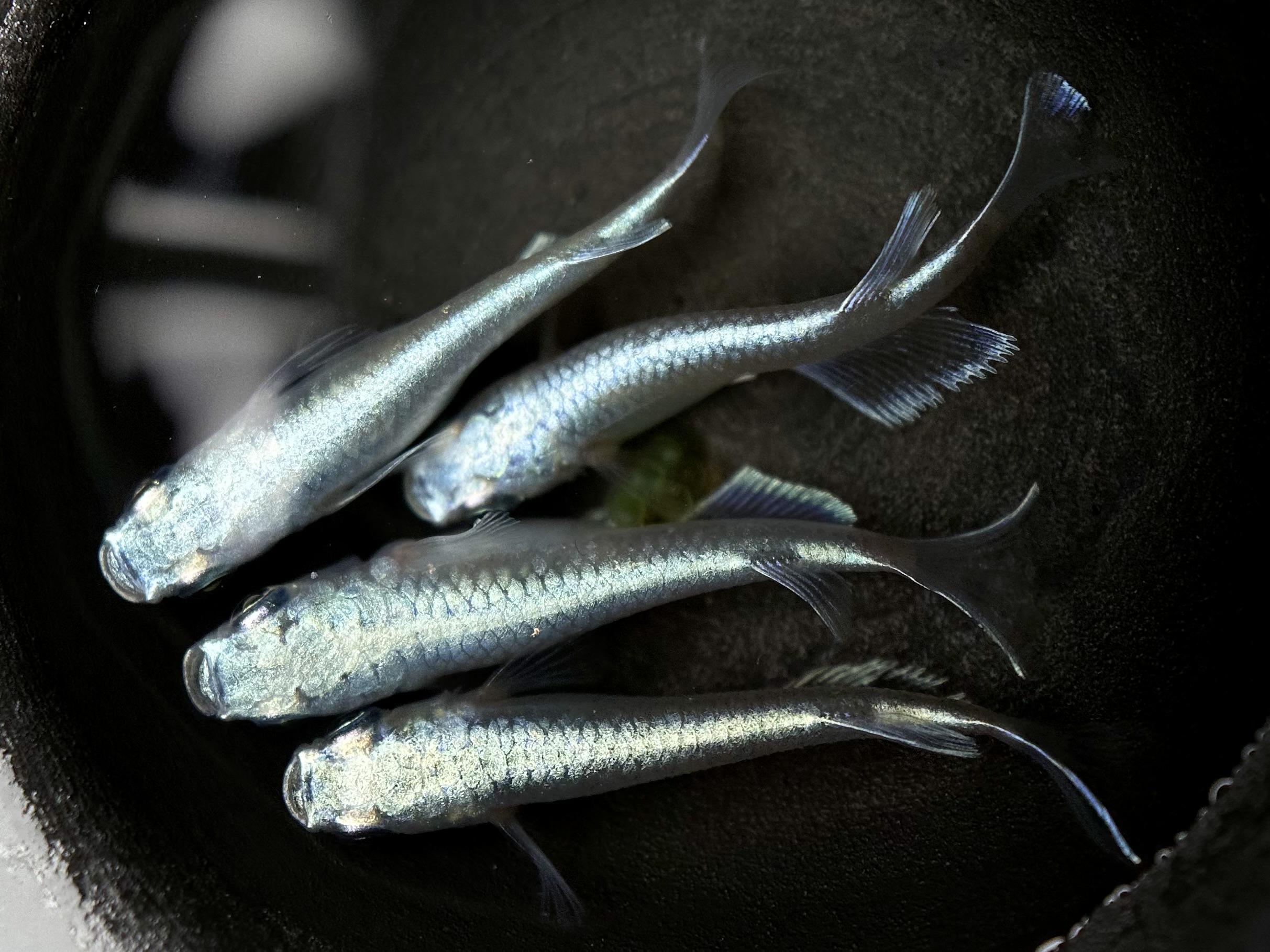 結構普通の幹之　2p 3/24 21:12 [ID:6300]