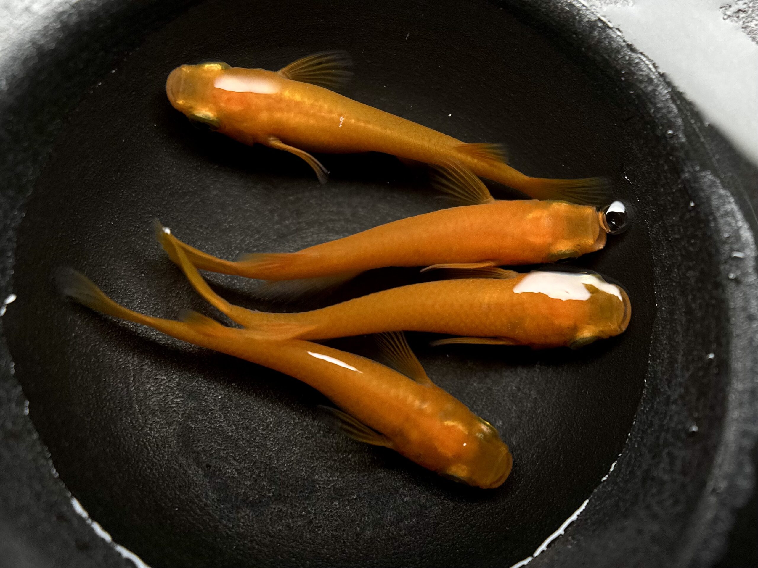 そこそこ赤い楊貴妃　２ペア　3/24 [ID:6290]