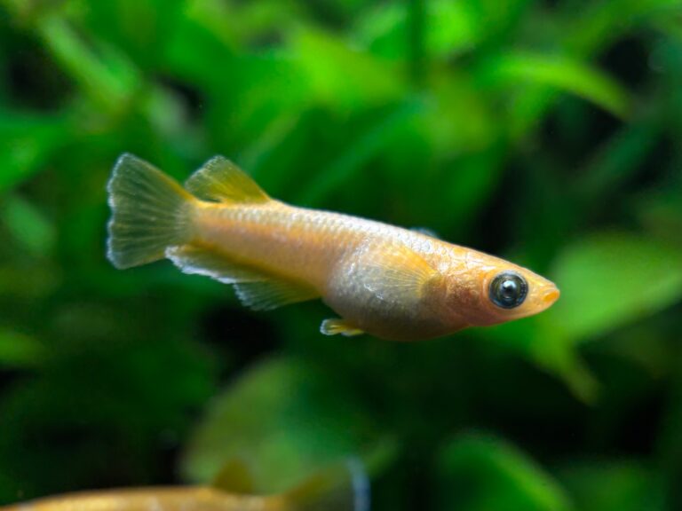 ENNMA東京養魚場　サンセットオラフ　1ペア (サ) 10/26 21:10終了 [ID:21457]