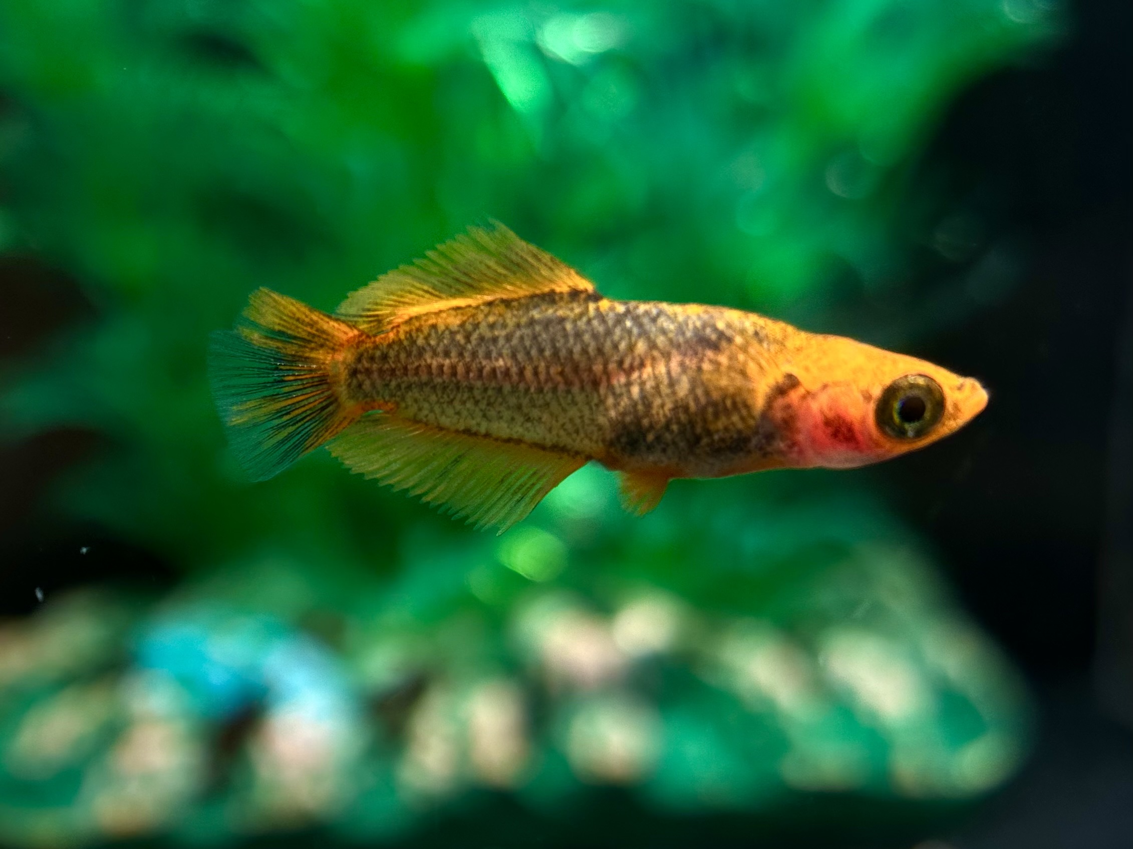 二子玉めだか　夢幻　1p 3/23 21:16 [ID:6265]