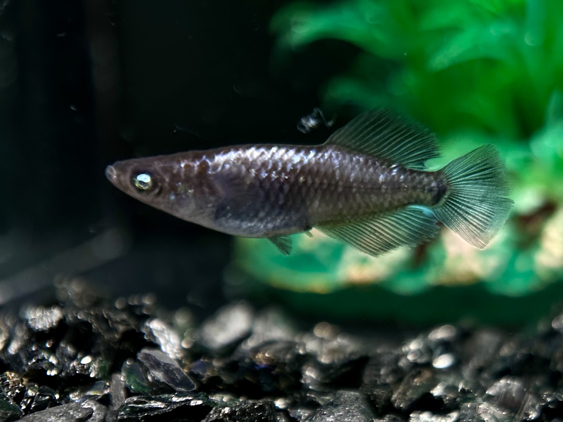 二子玉めだか　レイア　1p 3/23 21:22 [ID:6272]