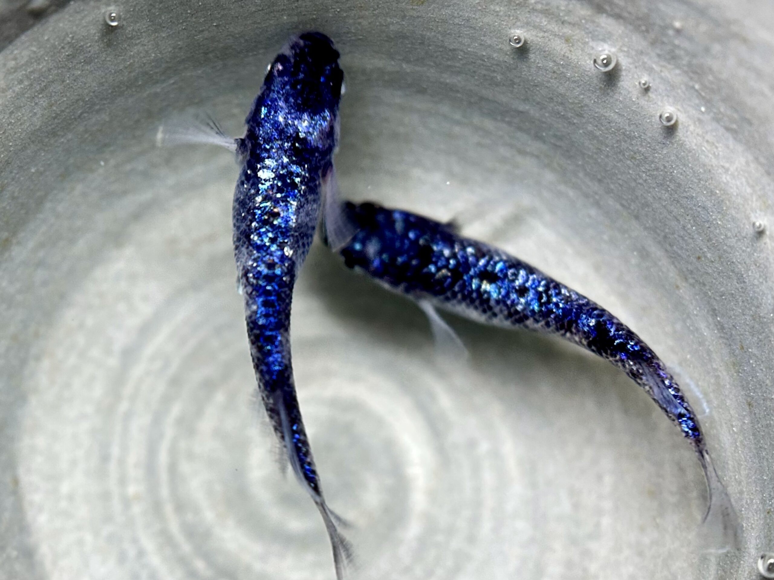 🔥 ハロメダカ　エドオク初出品)バカラ　1p 6/19 21:20 [ID:12584]