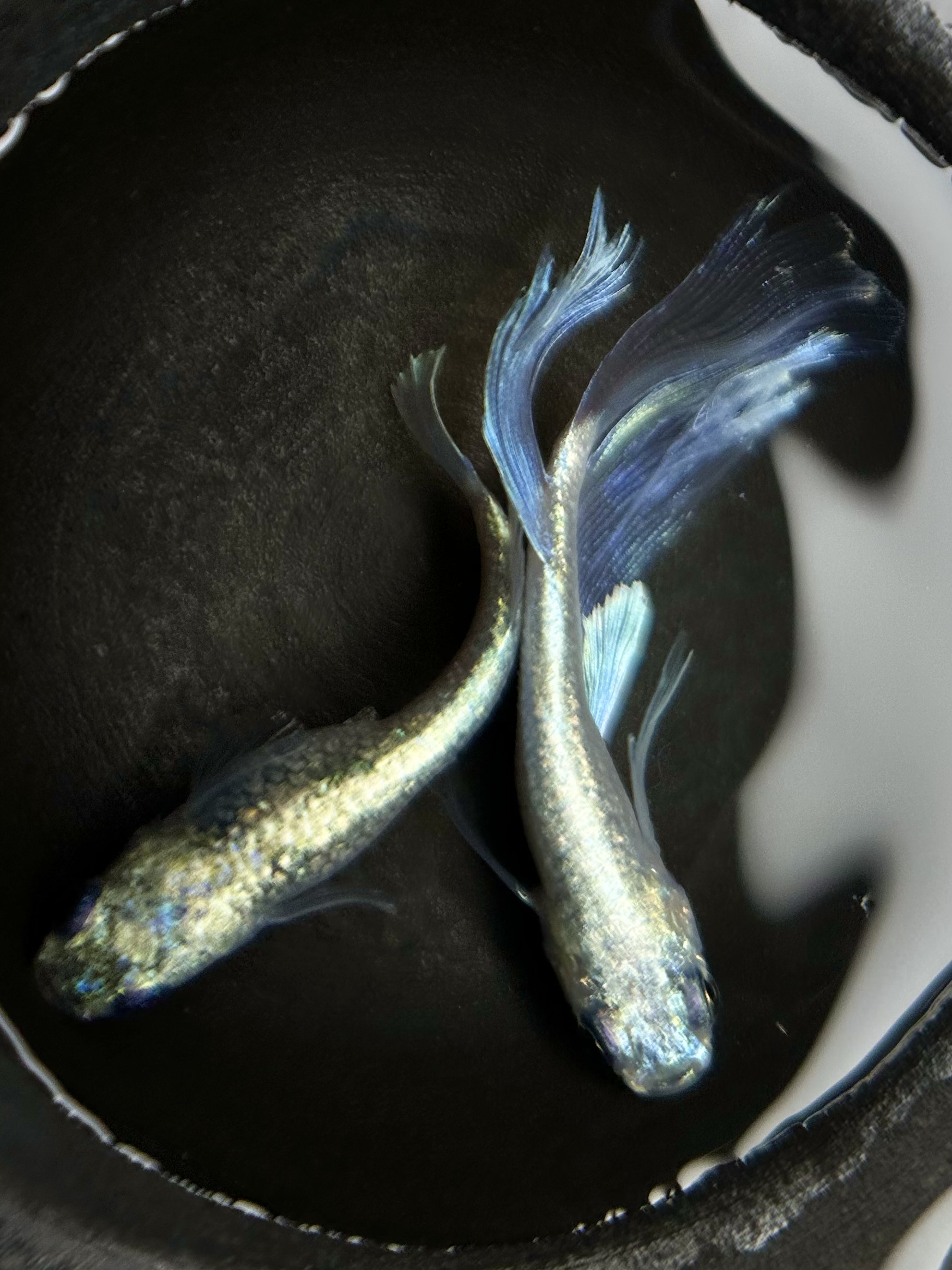 アクアルークス　富嶽羽衣・改　1p 3/23 21:30 [ID:6279]