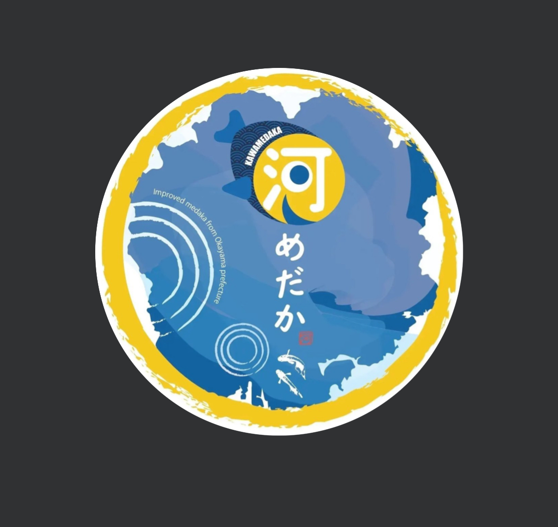河めだか　最新 シグマ 1p＋リアルからの子メス1匹　　12/31 21:10終了　落札後にに落札者様と年末年始配送調整
