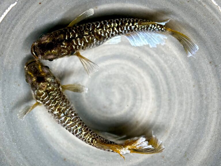 Anonmouskillifish ゴールデンアワー　1p 10/28 21:30 [ID:21642]