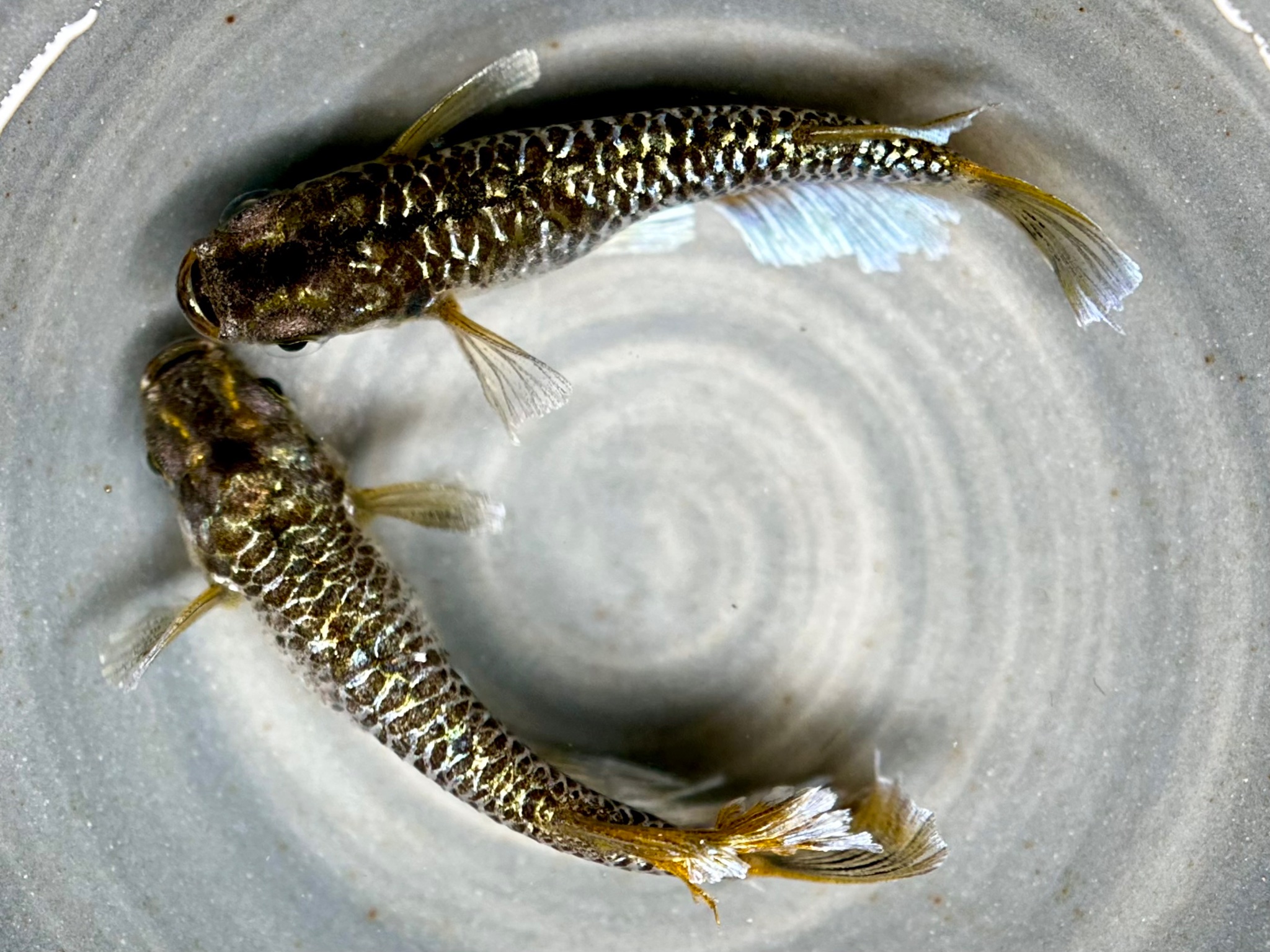 ⭐注目 🔥 Anonmouskillifish ゴールデンアワー　1p 10/28 21:30 [ID:21642]