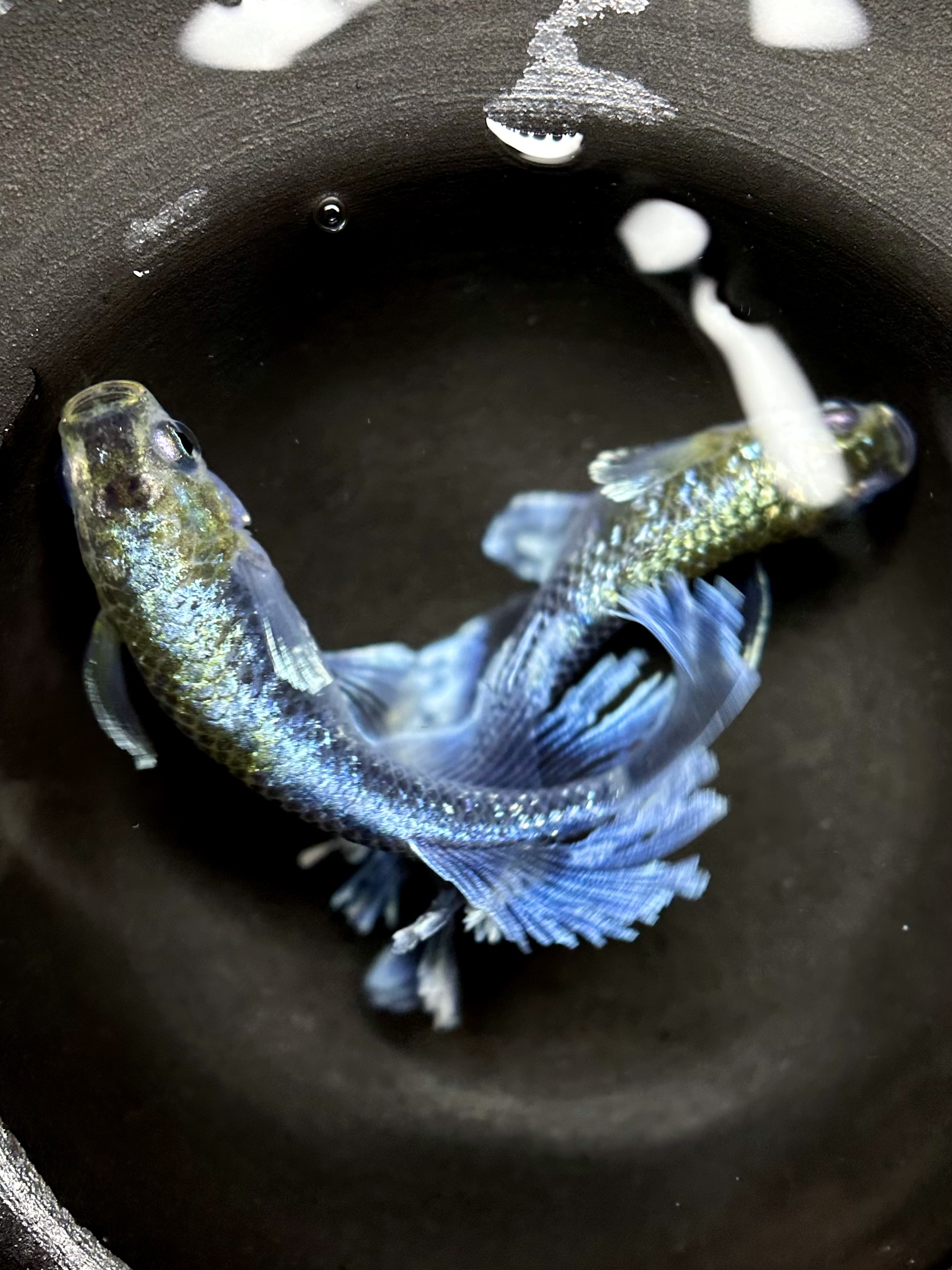 🔥 まーぼー　初出品)スノーベール　1p 3/26 21:20 [ID:6349]