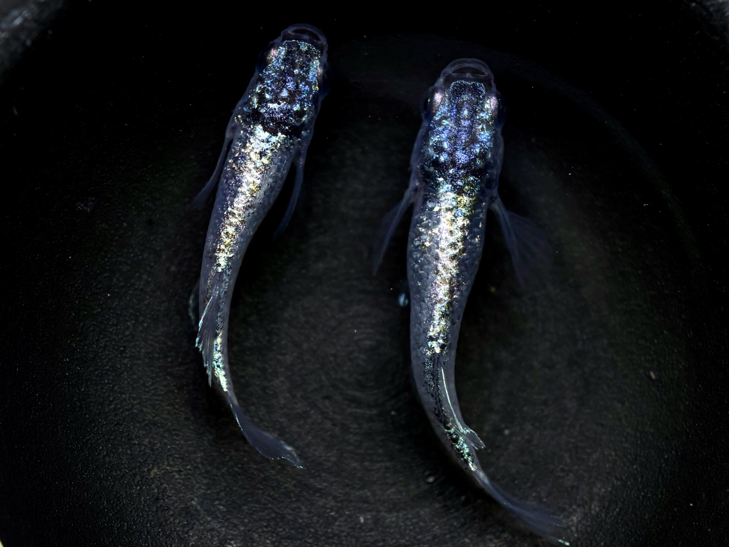 🔥 鹿行めだかあっくん　碧Da 1ペア (サ) 3/24 21:20終了 [ID:6323]