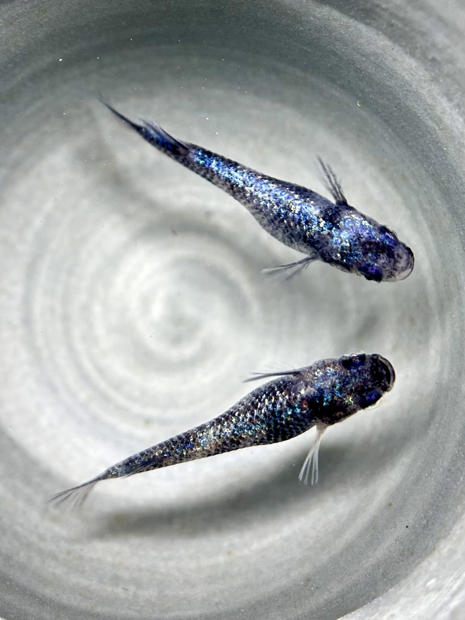 🔥 ENNMA東京　桔梗菊ver.2 1p 3/25 21:15 [ID:6360]