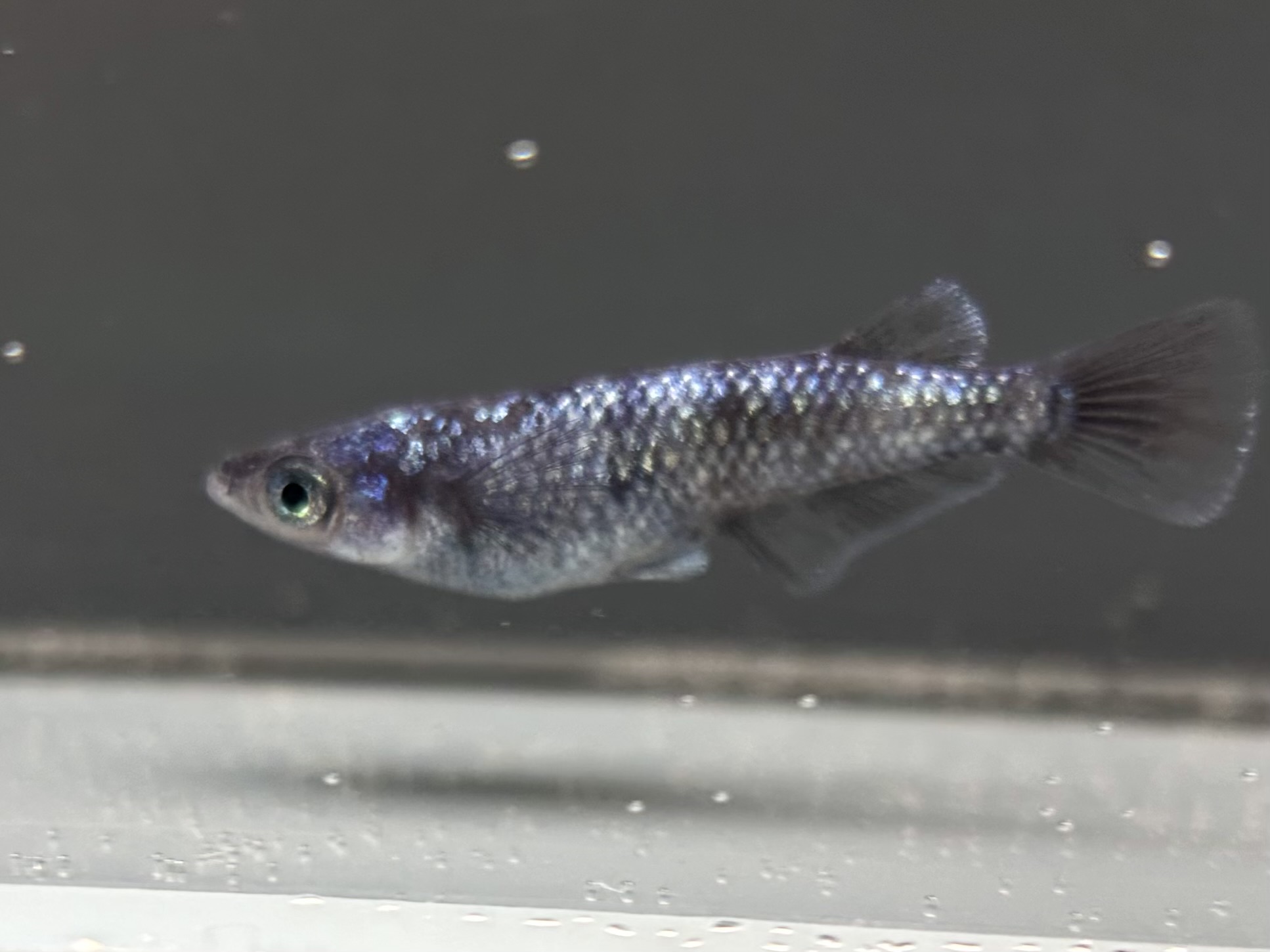 🔥 ENNMA東京　銀洒　オス1メス3 3/25 21:20 [ID:6371]