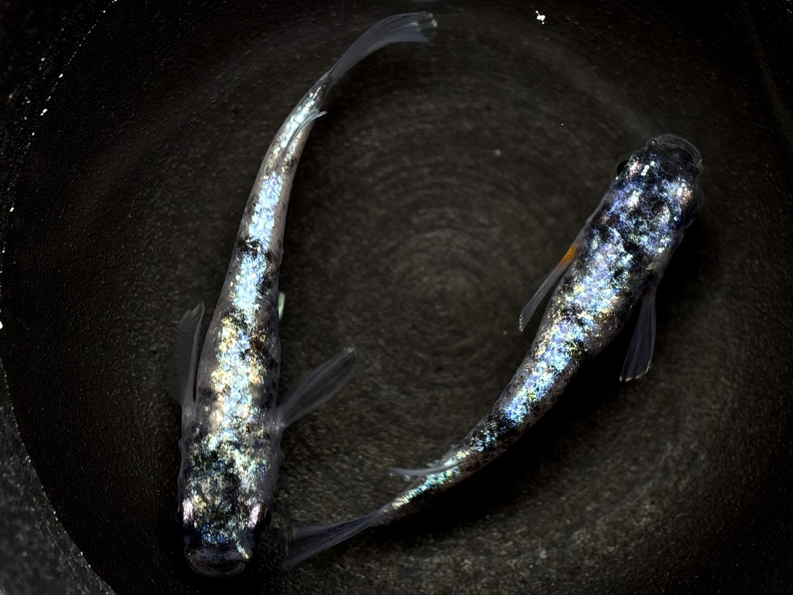 🔥 45めだか　倭寇蒼天　1ペア(サ) 3/25 21:10終了 [ID:6432]