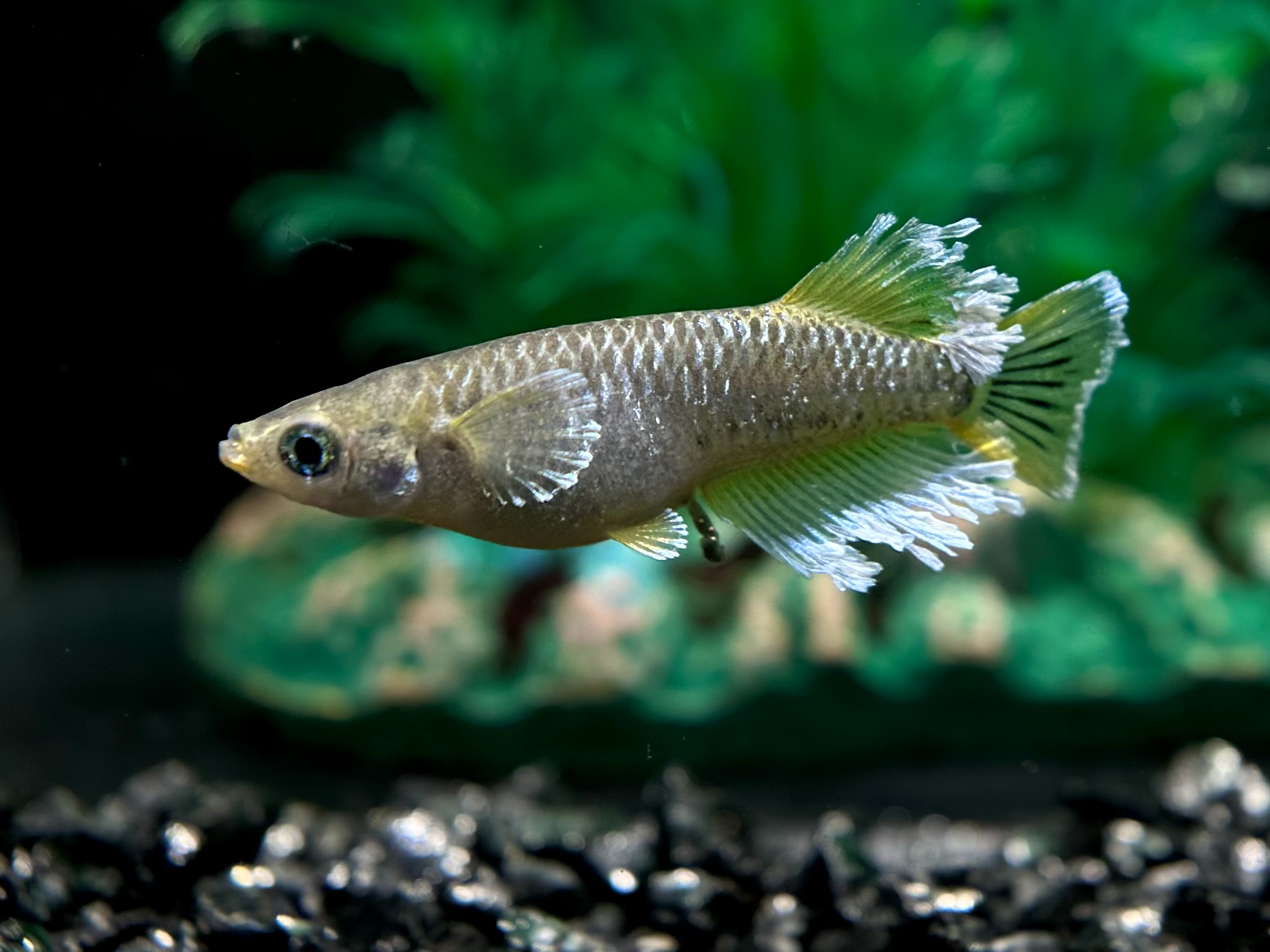 🔥 まーぼーブリード　フロマージュ　1p 3/25 21:20 [ID:6401]