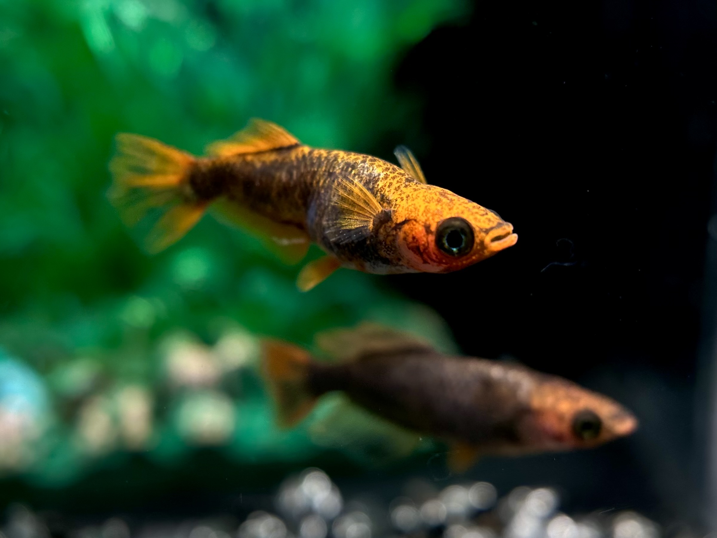 🔥 二子玉めだか　レッドホーク　1p 3/25 21:15 [ID:6392]