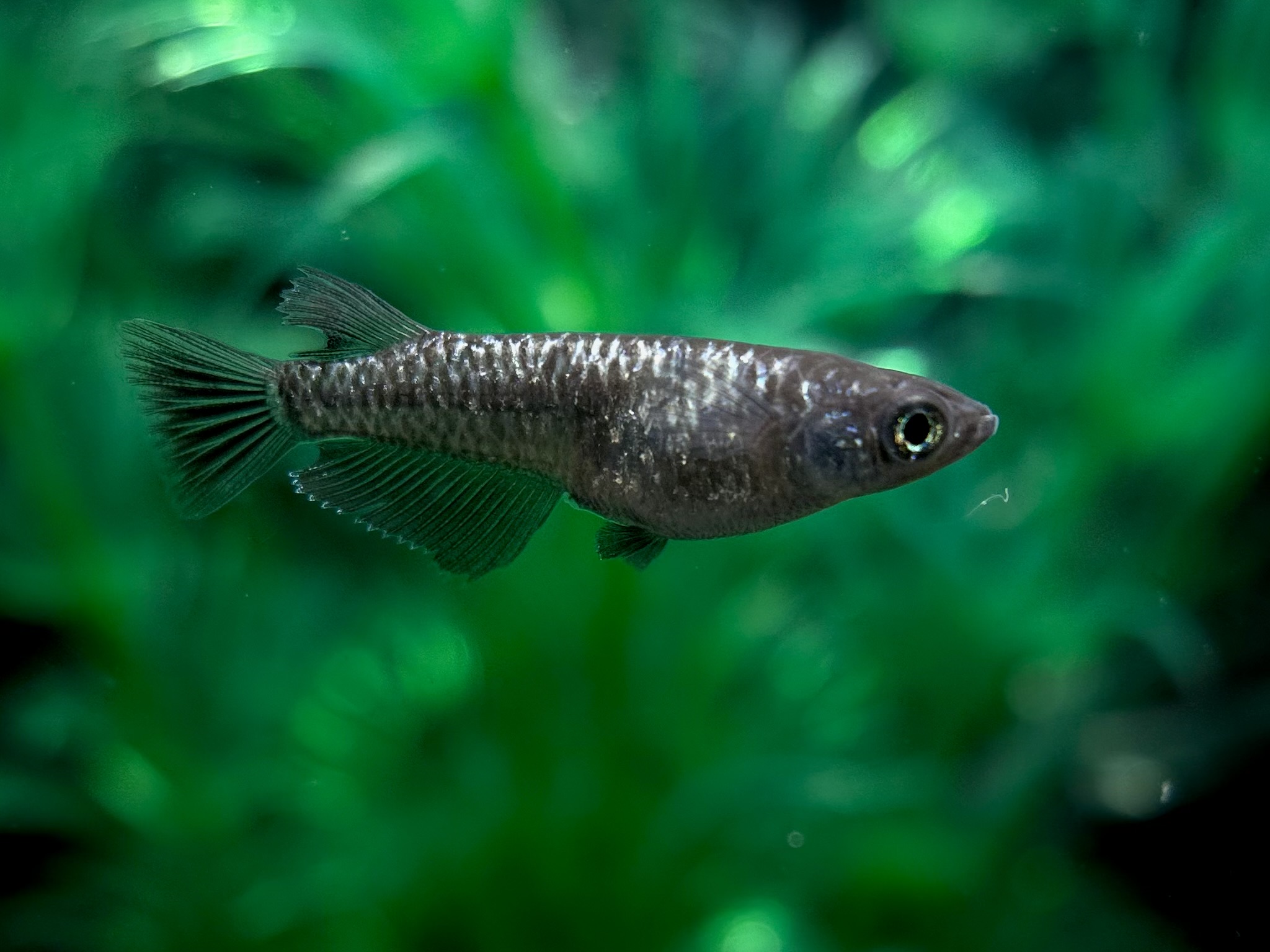 🔥 愛善めだか　キングメタル　1p 3/26 21:20 [ID:6382]