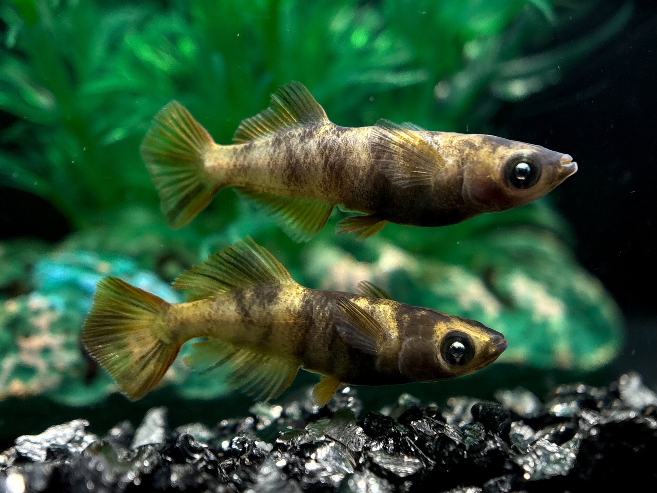 🔥 鹿行めだかあっくんブリード　AW-03R 光体型　1ペア (サ) 3/25 21:20終了 [ID:6445]