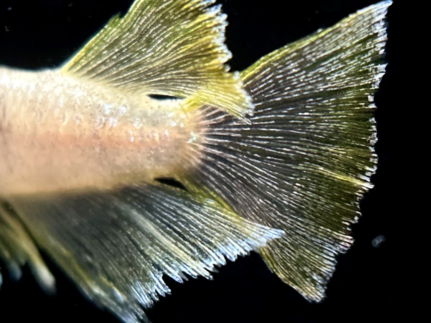 🔥 河めだか　少数限定出品)ベニエ　1p 3/27 21:30 [ID:6515]