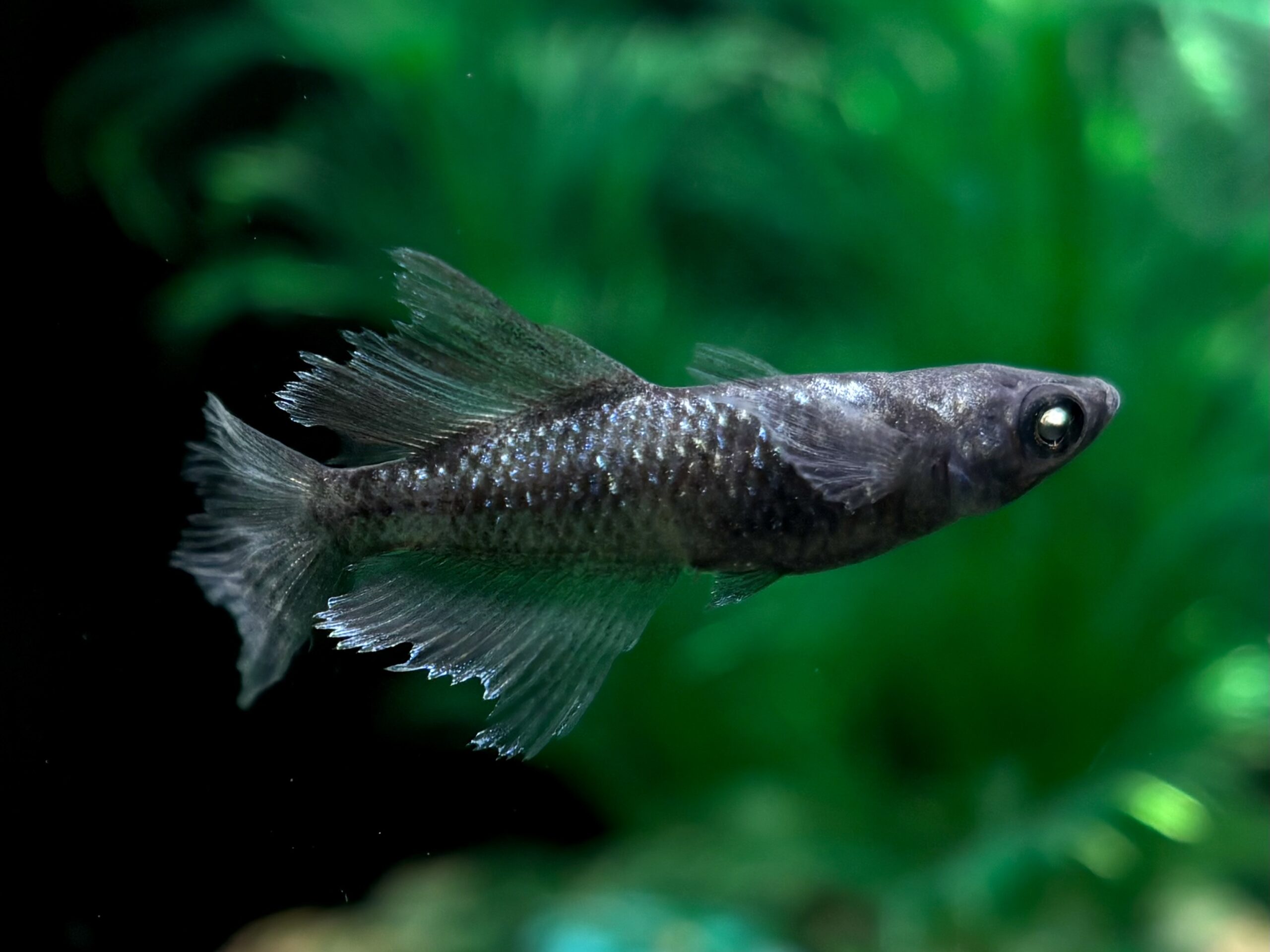 🔥 三池めだか　黝輝メジェドvol.2 松井ヒレ長　1ペア (サ) 3/25 21:25終了 [ID:6453]