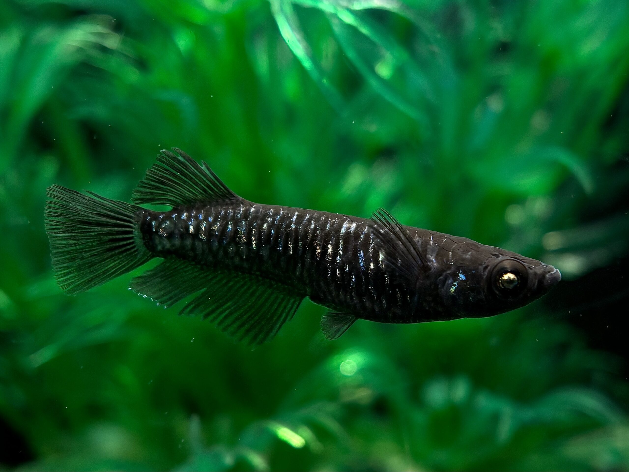 🔥 三池めだか　黝冠極　1ペア (サ) 3/25 21:30終了 [ID:6460]