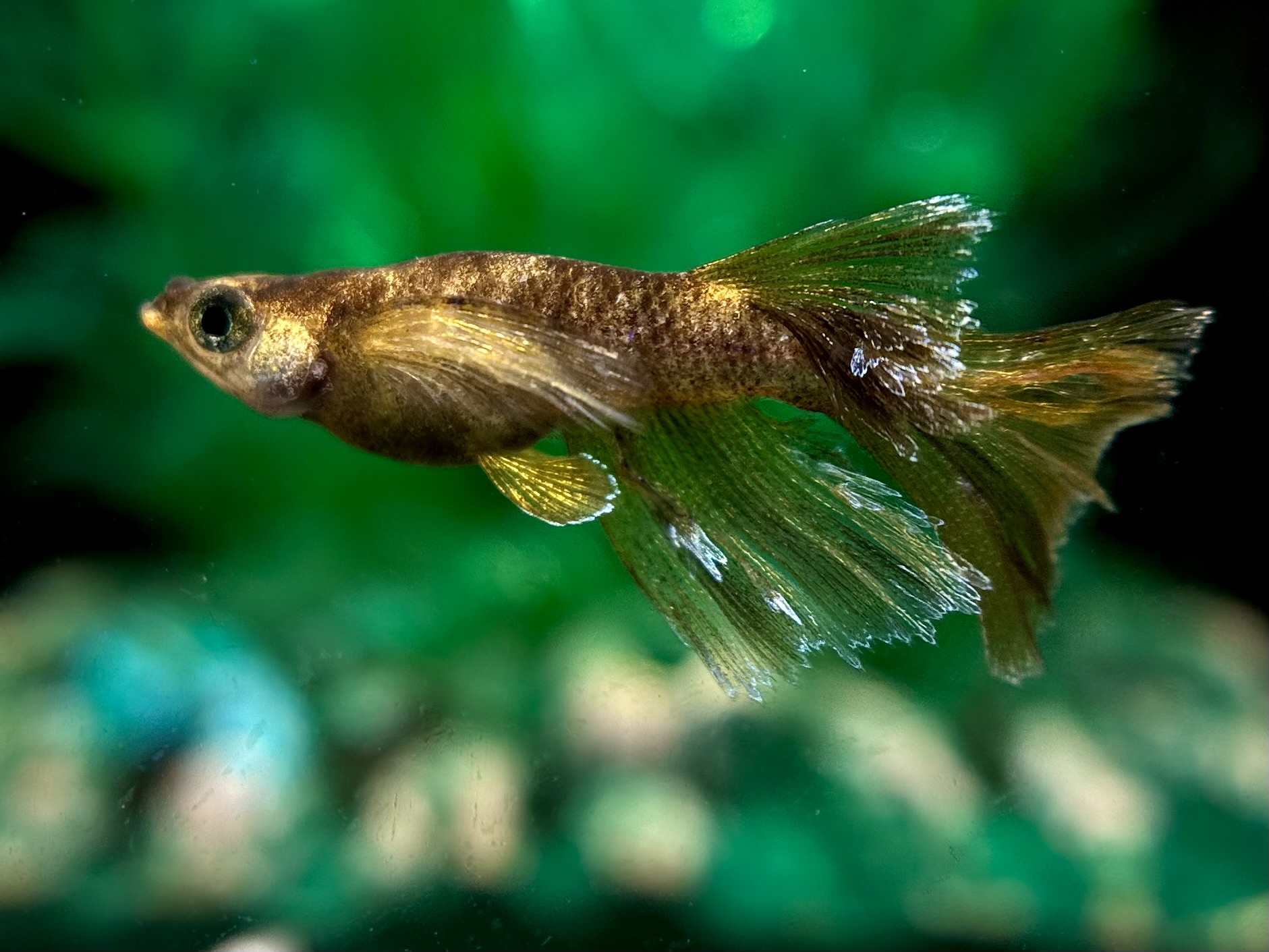 🔥 河めだか　シグマ　1p 3/27 21:20 [ID:6534]