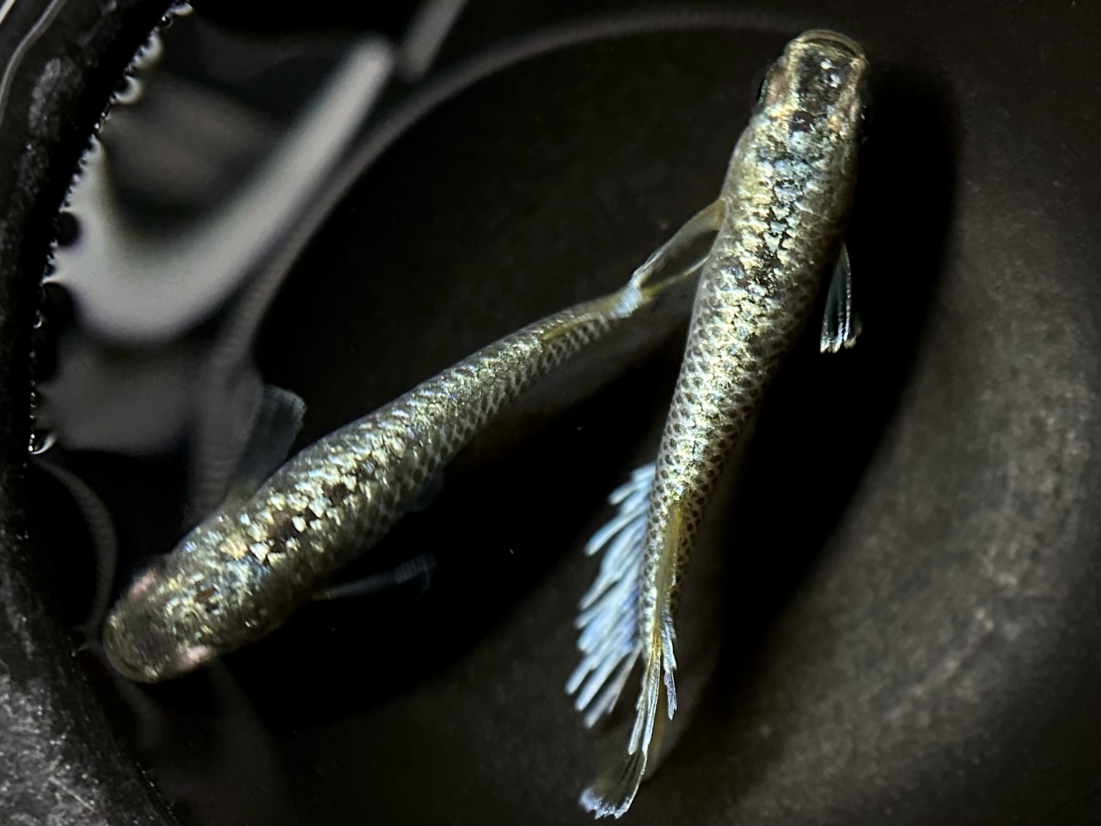 🔥 まーぼー　アポロン　1p 3/24 21:25 [ID:6524]