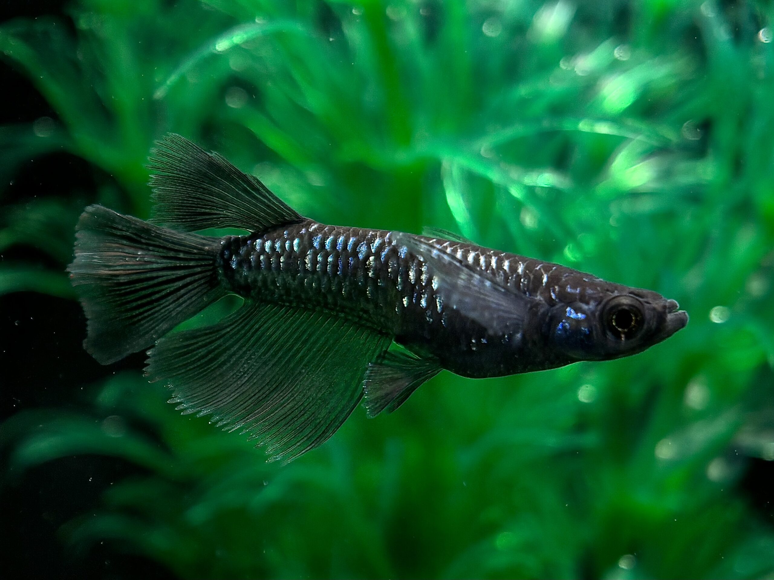 🔥 三池めだか　黝冠リアル(メスヘテロ) 1ペア (サ) 3/27 21:15終了 [ID:6550]