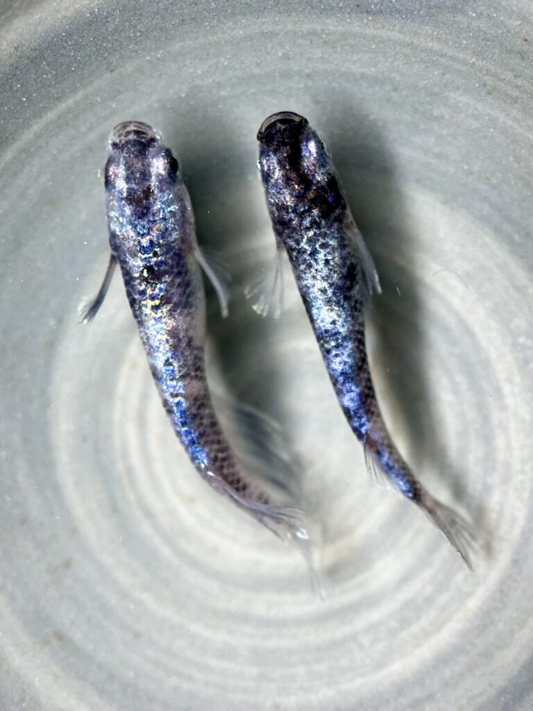 ハロメダカ　新作)バカラロングフィン　1p 10/30 21:24 [ID:21939]