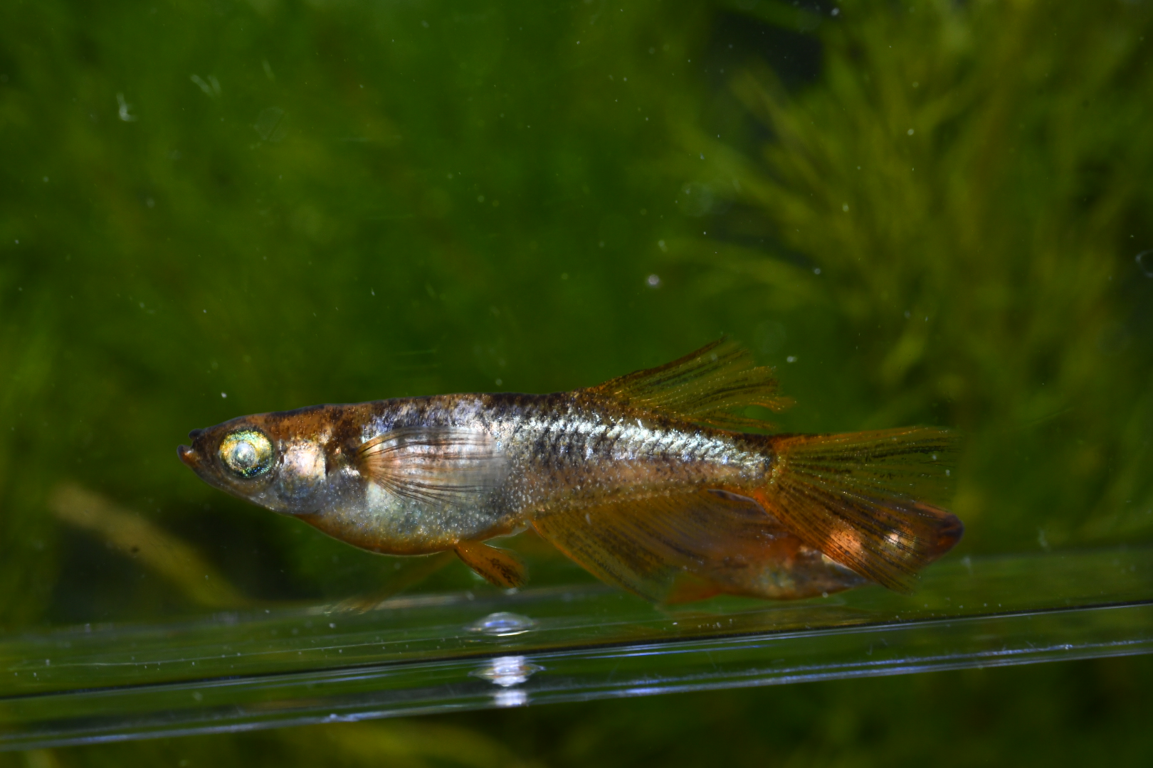 🔥 蜂紋華エクステンド　若魚1ペア　1/29 アイゼンさんブリード　委託出品　関口さんからの発送です [ID:3965]